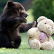 Illustration for article titled 10 Photos Of Animals With Stuffed Animals